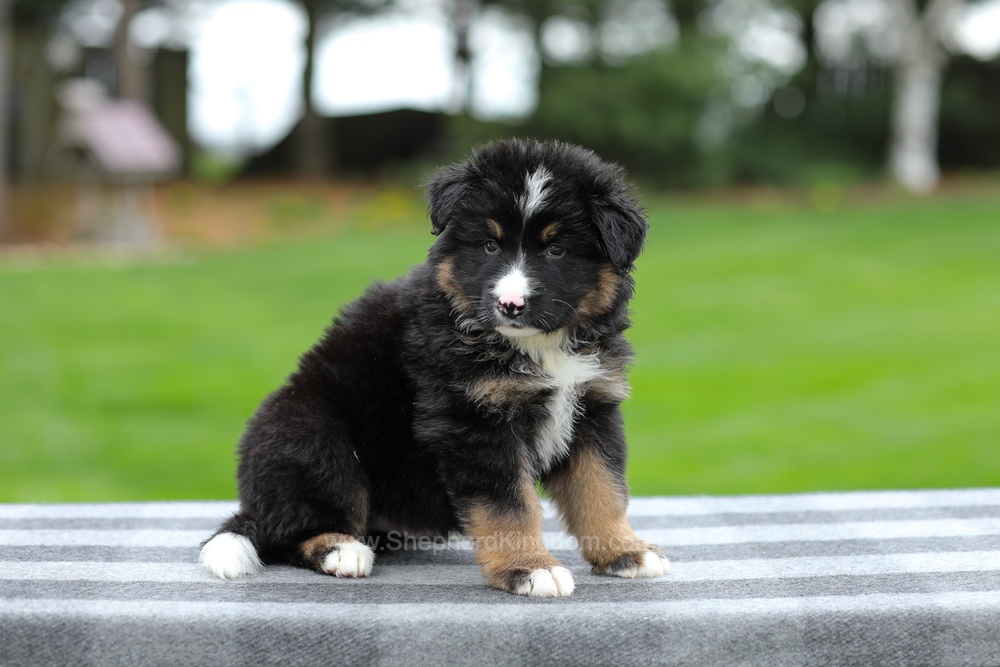 Hayden Image of Hayden, a German Shepherd puppy