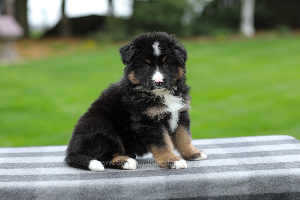 Hayden Image of Hayden, a German Shepherd puppy