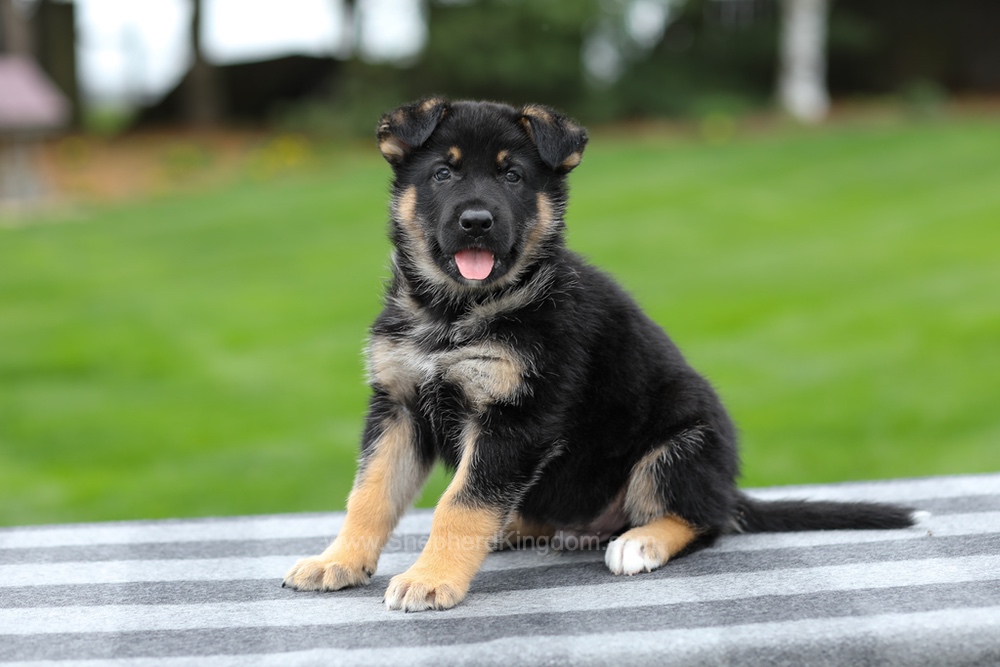 Hayes Image of Hayes, a German Shepherd puppy