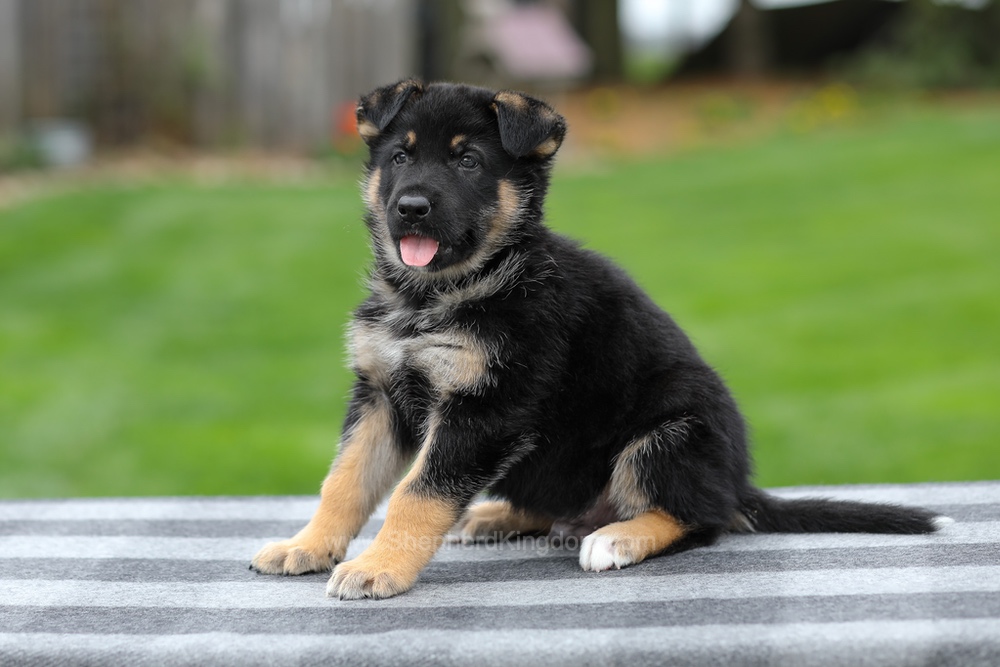 Hayes Image of Hayes, a German Shepherd puppy
