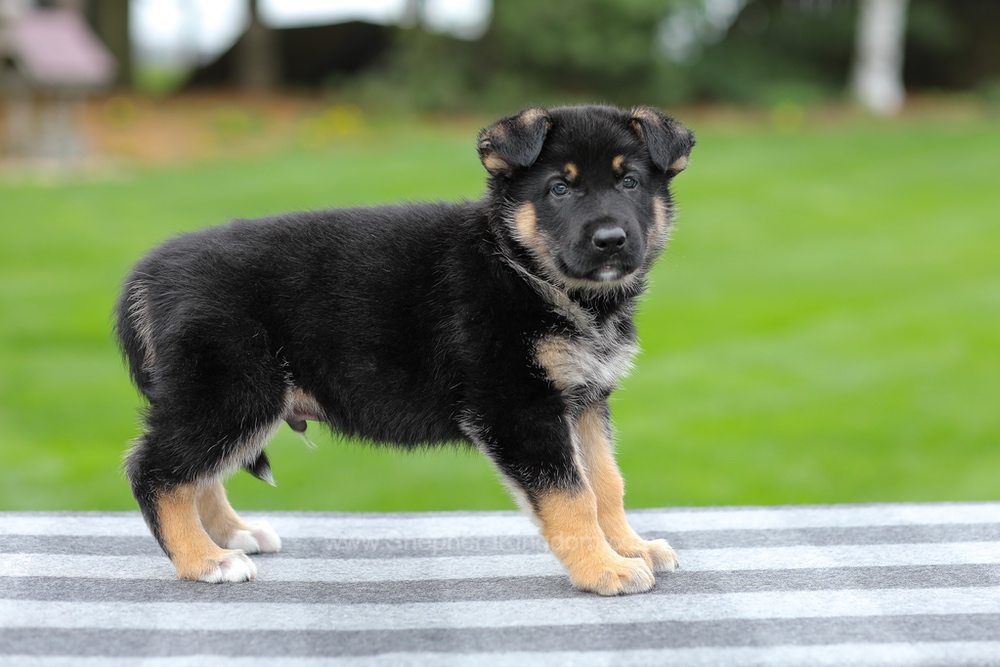 Hayes Image of Hayes, a German Shepherd puppy