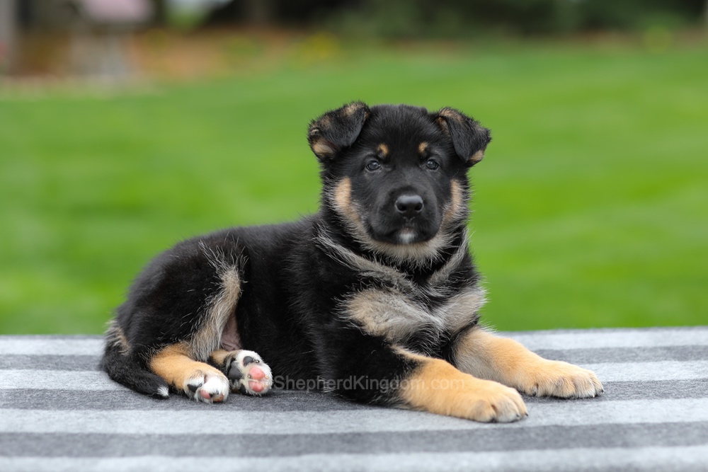 Hayes Image of Hayes, a German Shepherd puppy