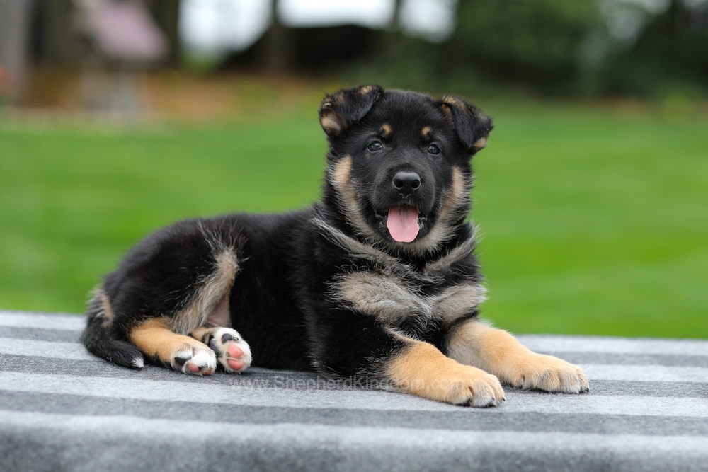 Hayes Image of Hayes, a German Shepherd puppy