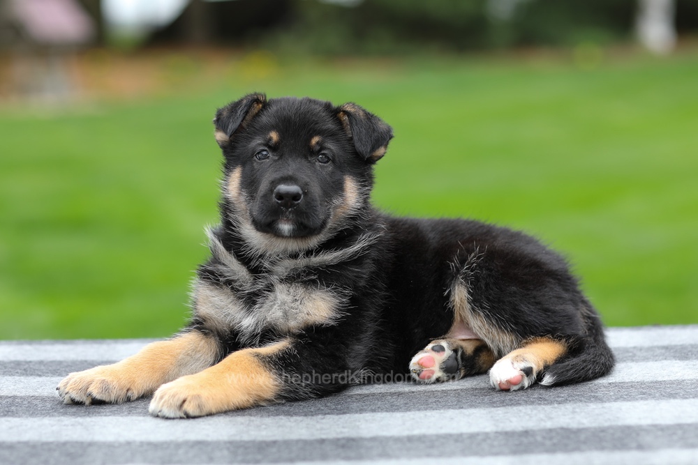 Hayes Image of Hayes, a German Shepherd puppy