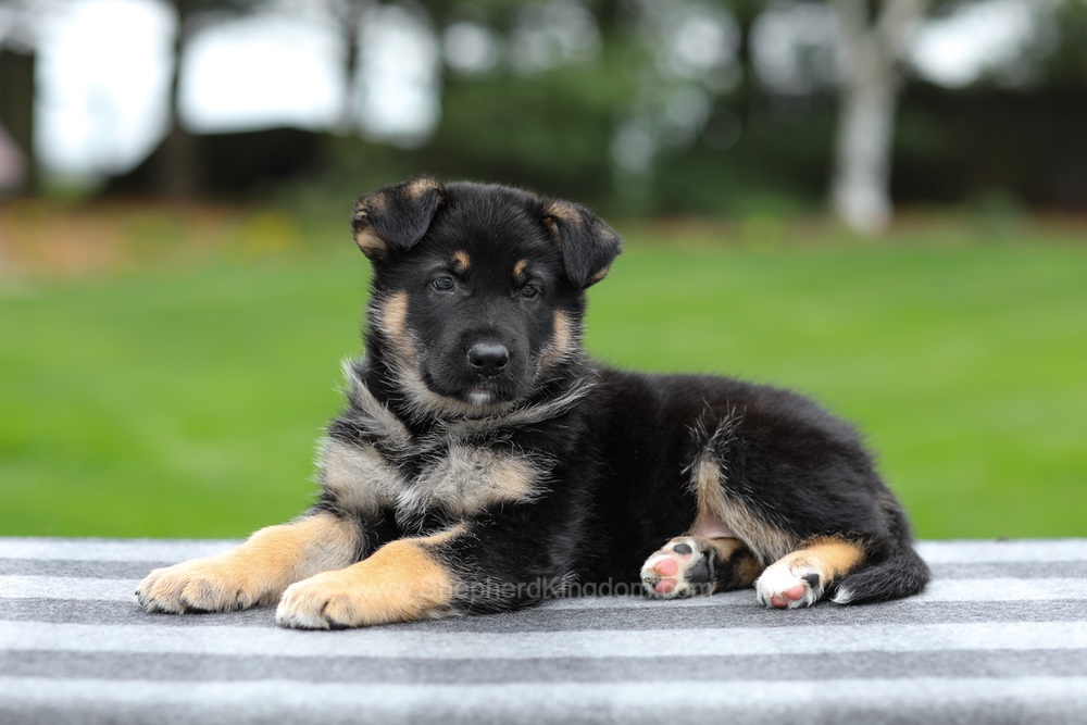 Hayes Image of Hayes, a German Shepherd puppy