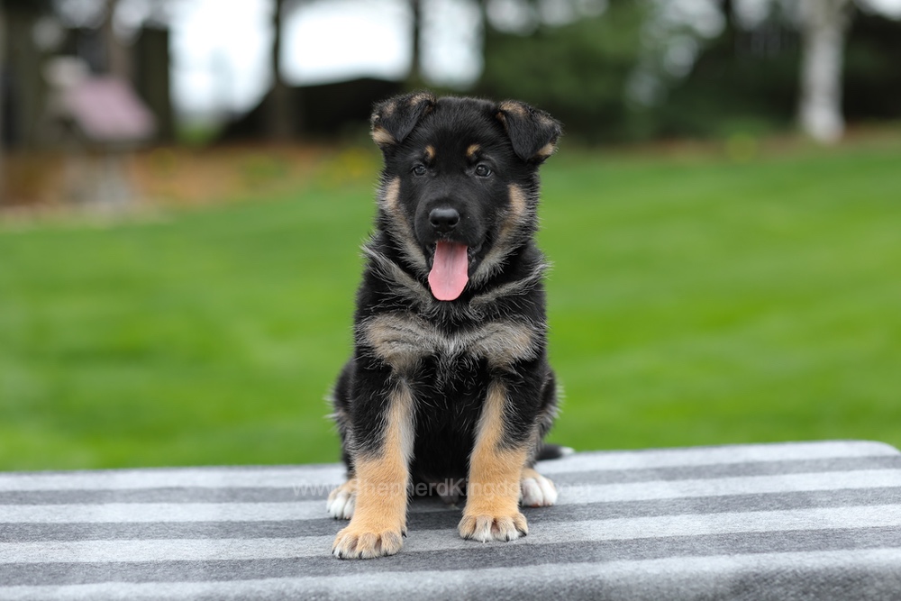 Hayes Image of Hayes, a German Shepherd puppy