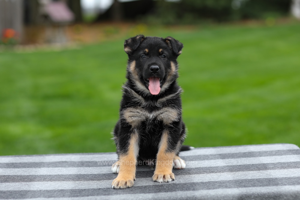 Hayes Image of Hayes, a German Shepherd puppy