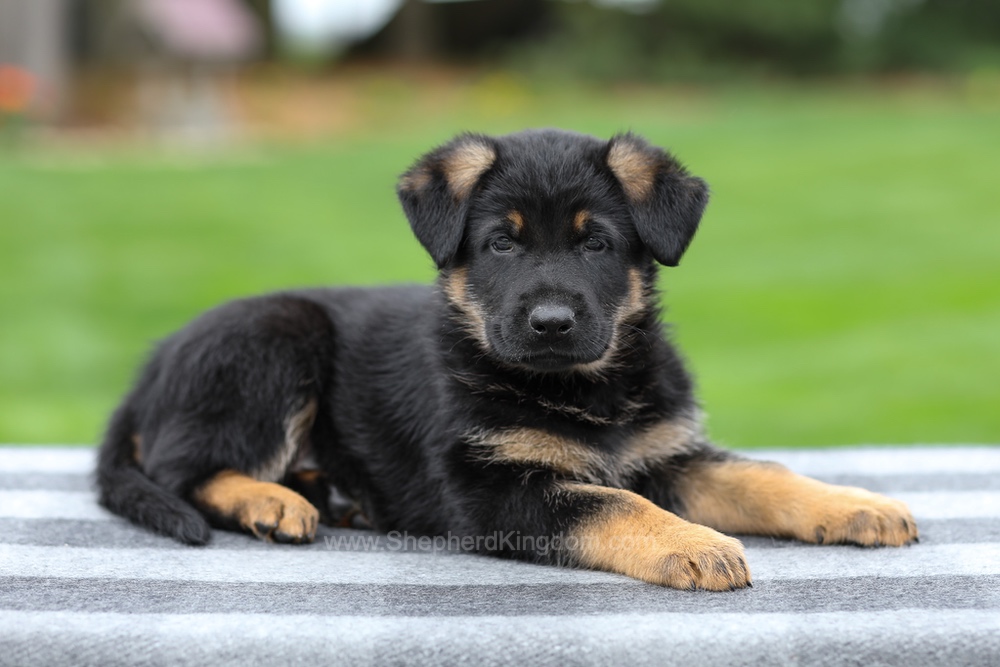 Holden Image of Holden, a German Shepherd puppy