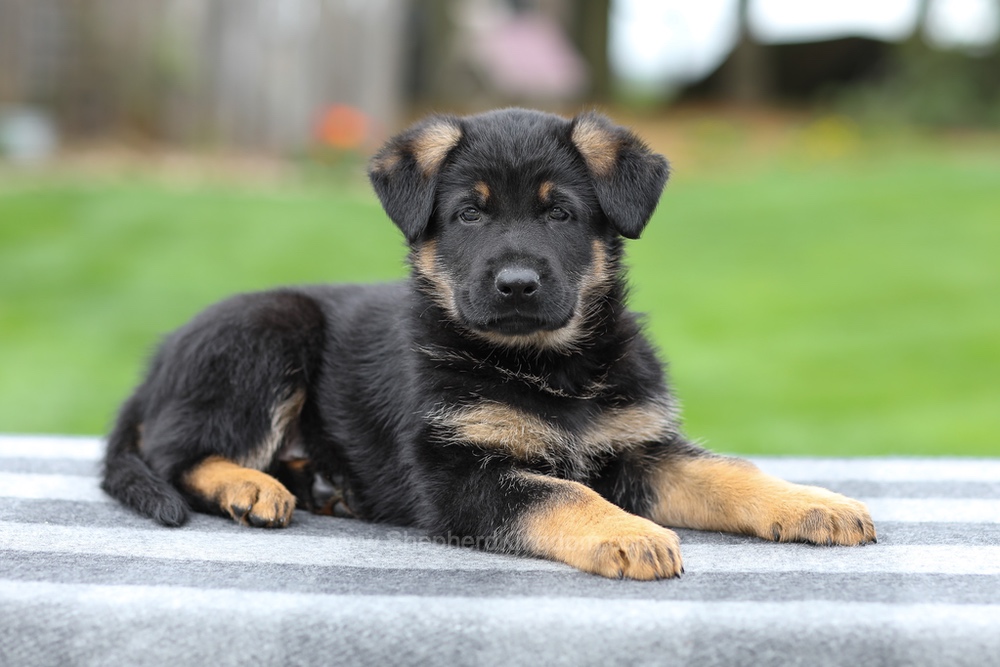 Holden Image of Holden, a German Shepherd puppy