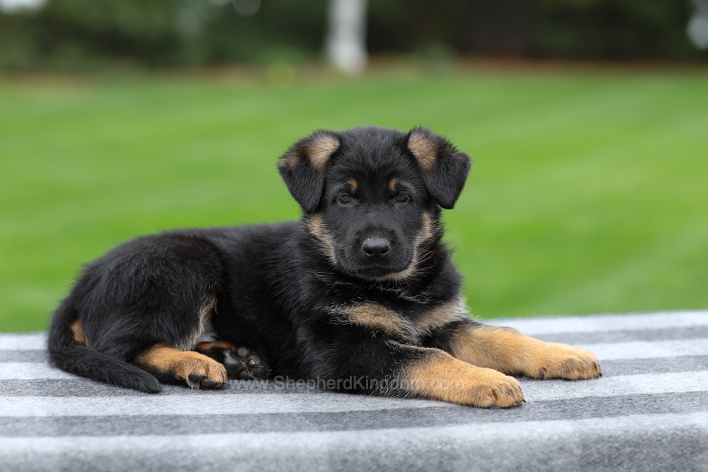 Holden Image of Holden, a German Shepherd puppy