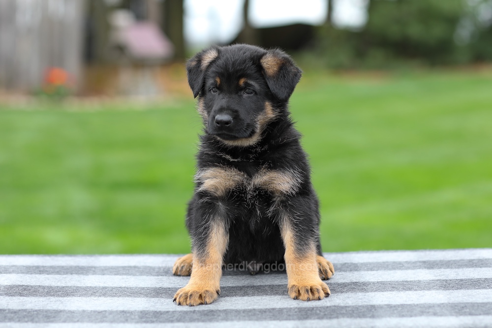 Holden Image of Holden, a German Shepherd puppy
