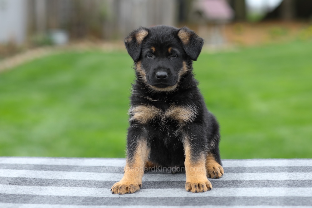 Holden Image of Holden, a German Shepherd puppy