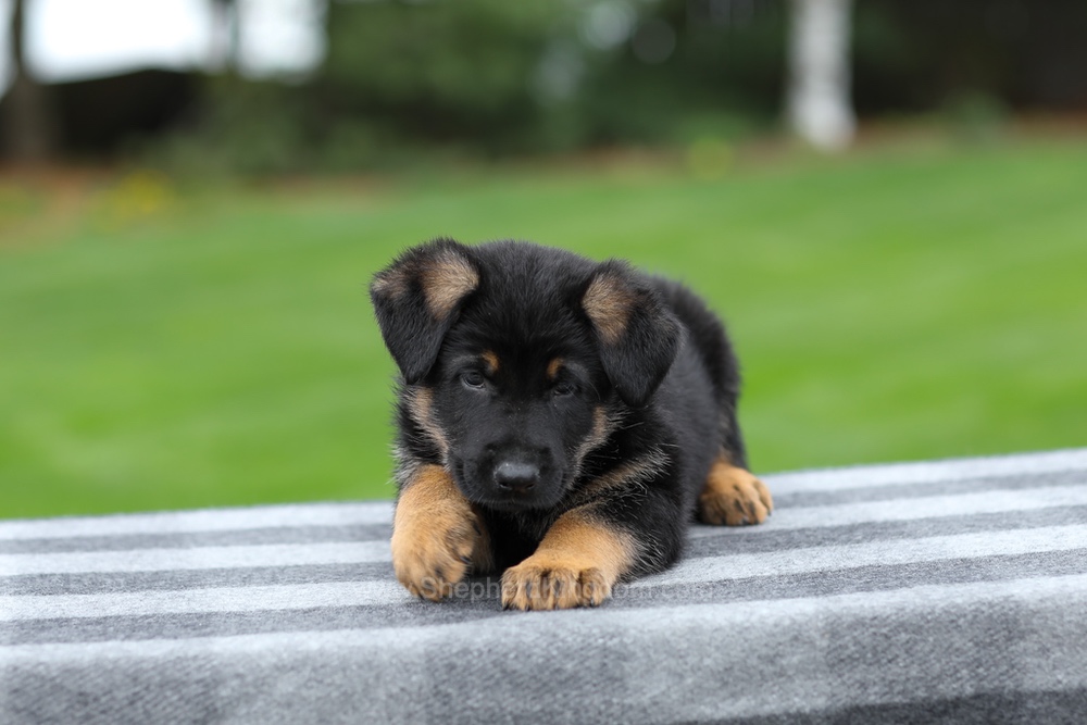Holden Image of Holden, a German Shepherd puppy