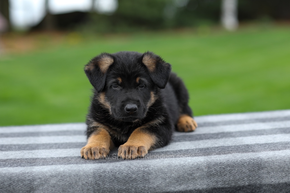 Holden Image of Holden, a German Shepherd puppy