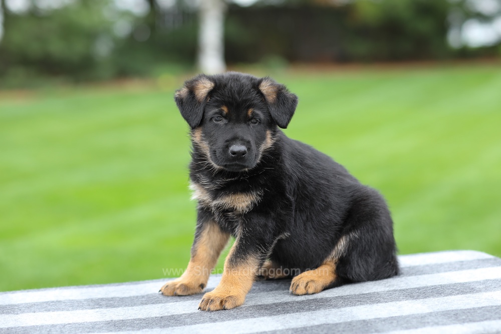 Holden Image of Holden, a German Shepherd puppy