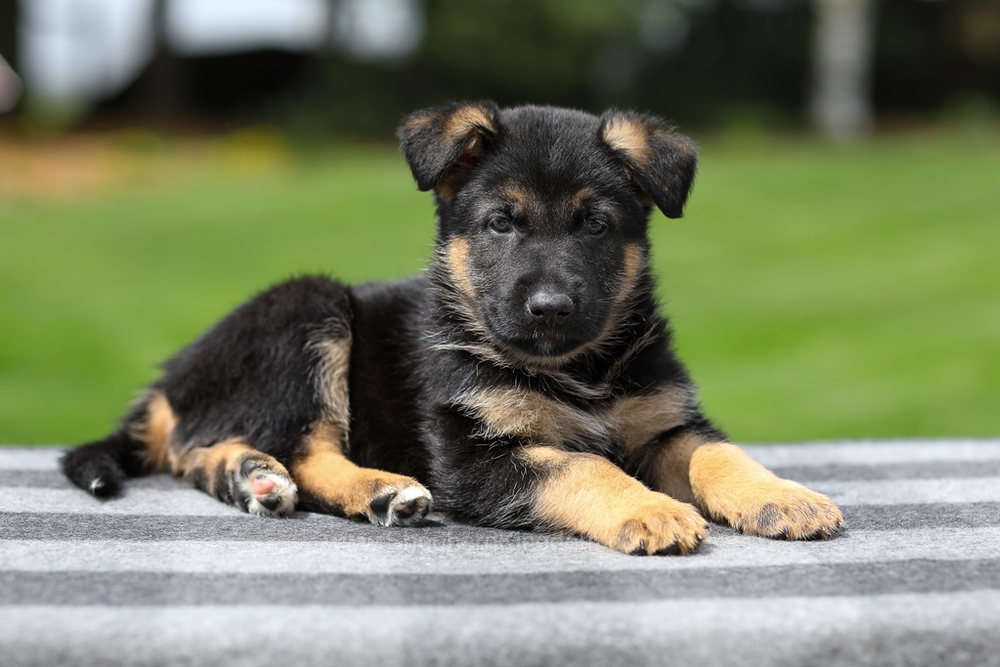 Hudson Image of Hudson, a German Shepherd puppy