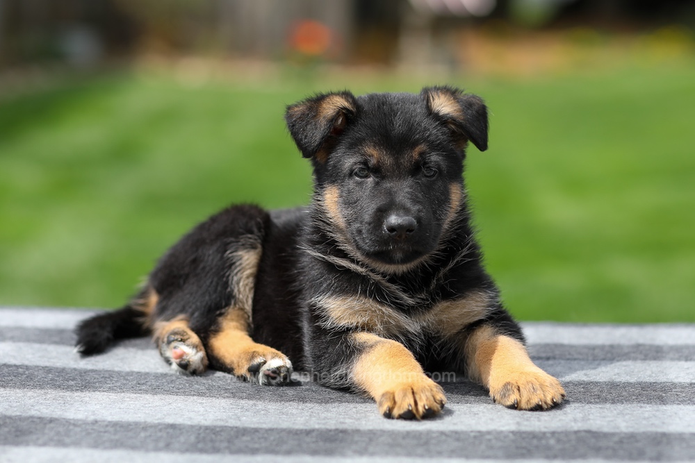 Hudson Image of Hudson, a German Shepherd puppy