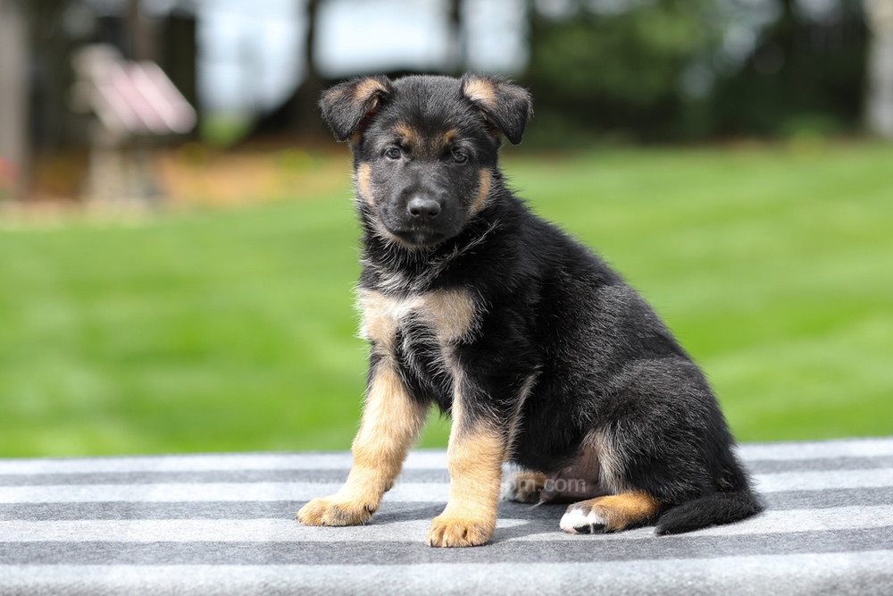 Hudson Image of Hudson, a German Shepherd puppy