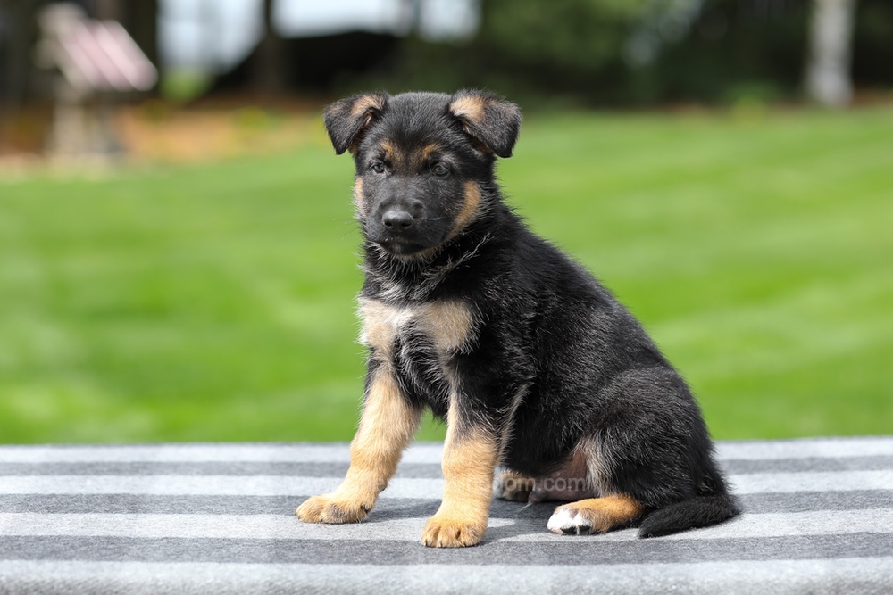 Hudson Image of Hudson, a German Shepherd puppy