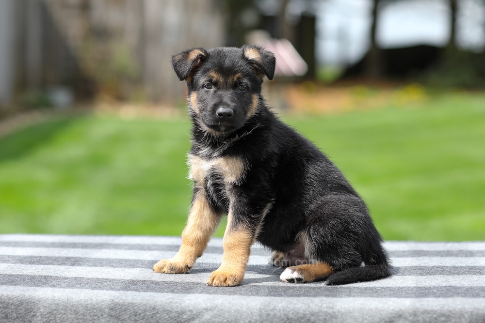 Hudson Image of Hudson, a German Shepherd puppy