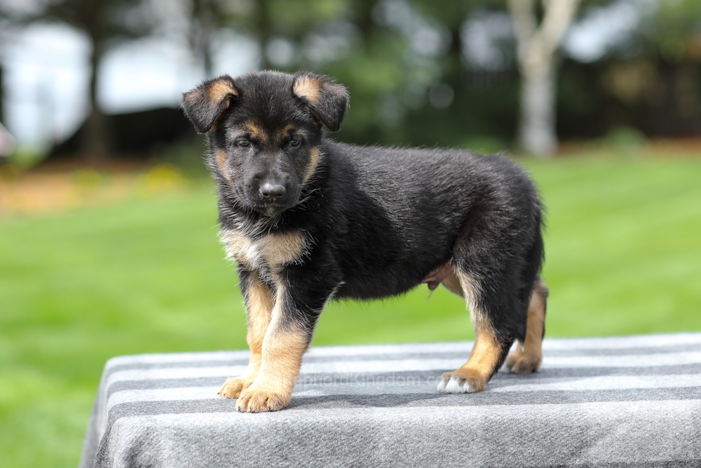 Hudson Image of Hudson, a German Shepherd puppy