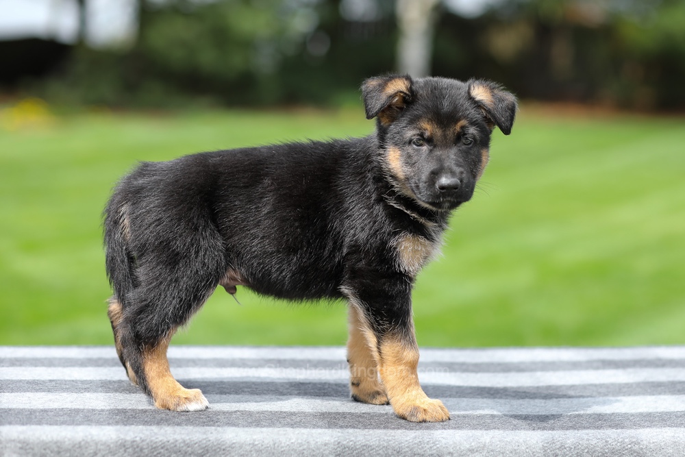 Hudson Image of Hudson, a German Shepherd puppy