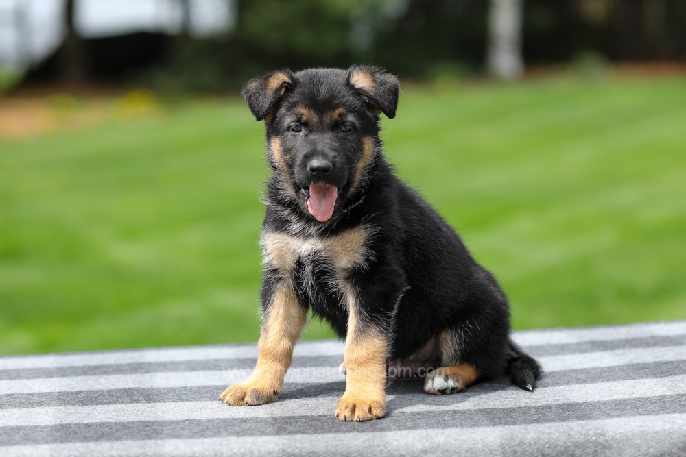 Hudson Image of Hudson, a German Shepherd puppy