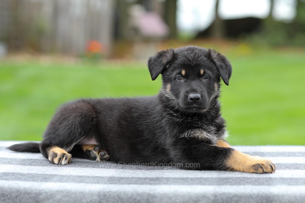 Hugo Image of Hugo, a German Shepherd puppy
