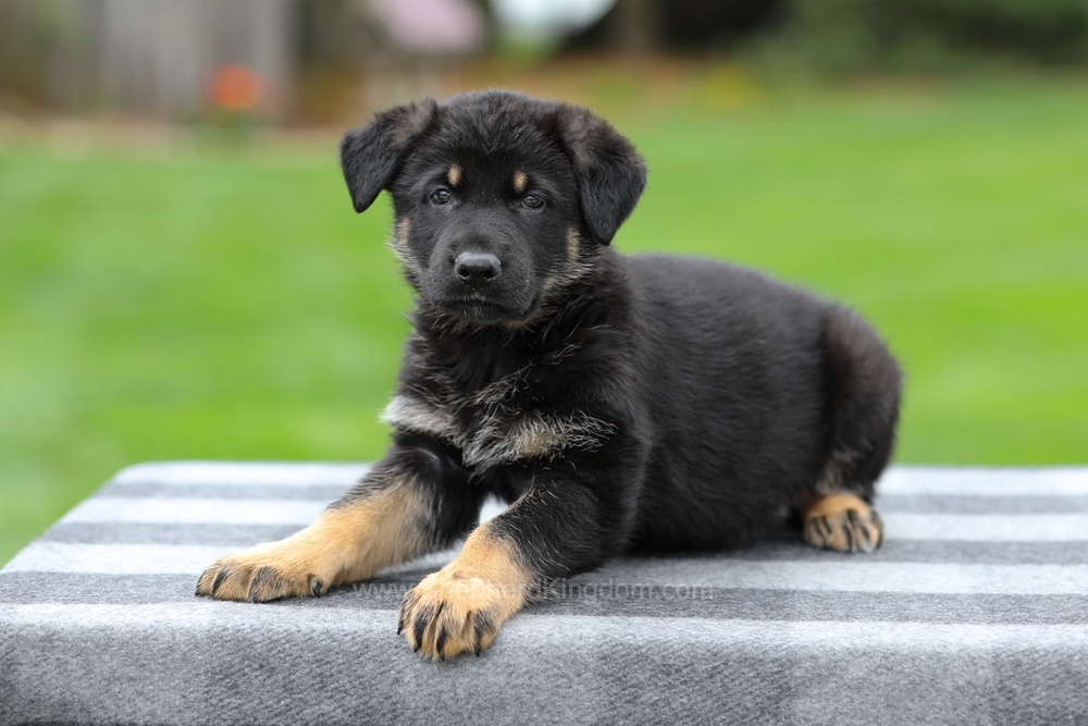 Hugo Image of Hugo, a German Shepherd puppy
