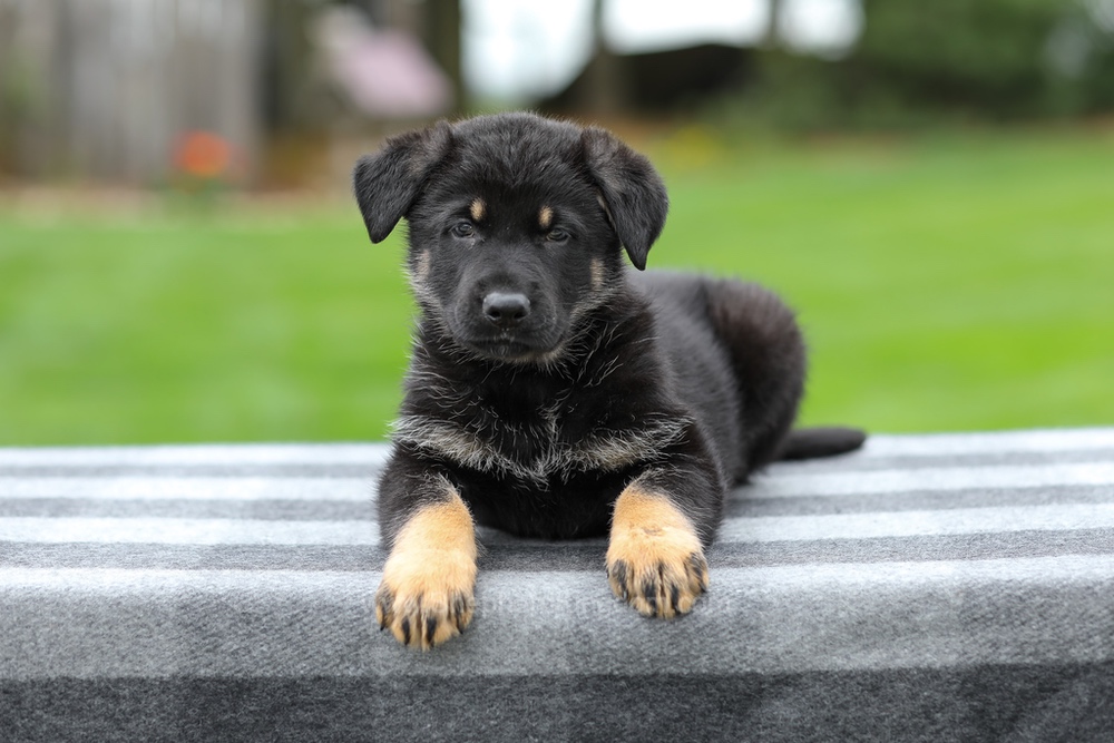 Hugo Image of Hugo, a German Shepherd puppy