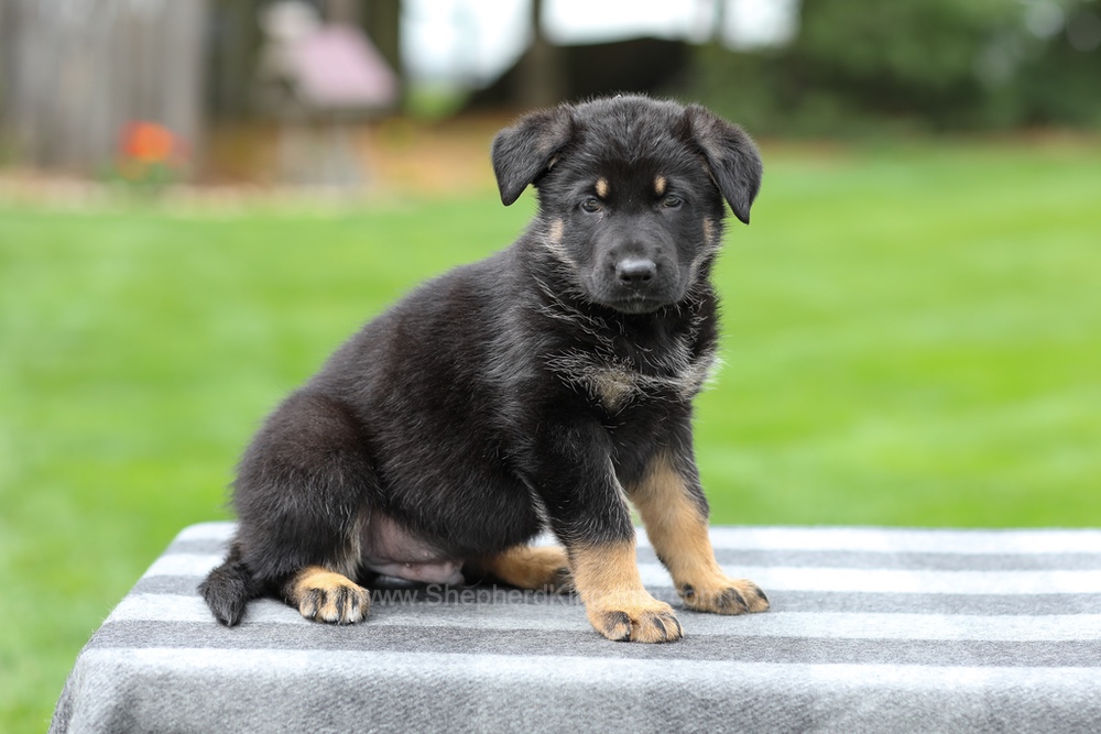 Hugo Image of Hugo, a German Shepherd puppy
