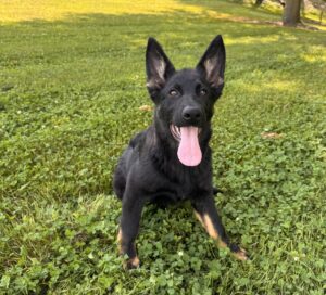 Image of Ferrari, a German Shepherd puppy