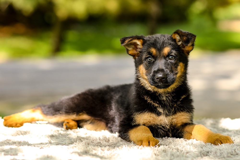 Indigo Image of Indigo, a German Shepherd puppy