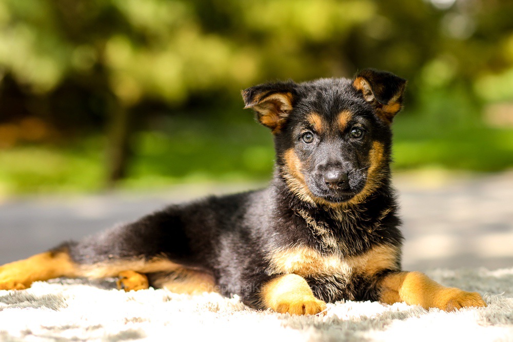 Indigo Image of Indigo, a German Shepherd puppy
