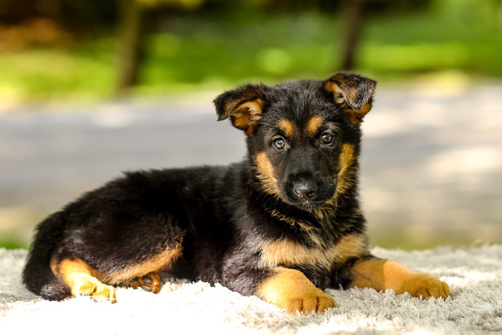 Indigo Image of Indigo, a German Shepherd puppy
