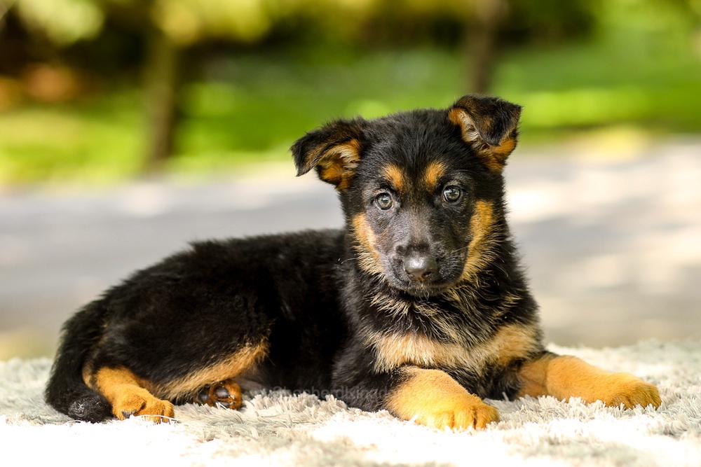 Indigo Image of Indigo, a German Shepherd puppy