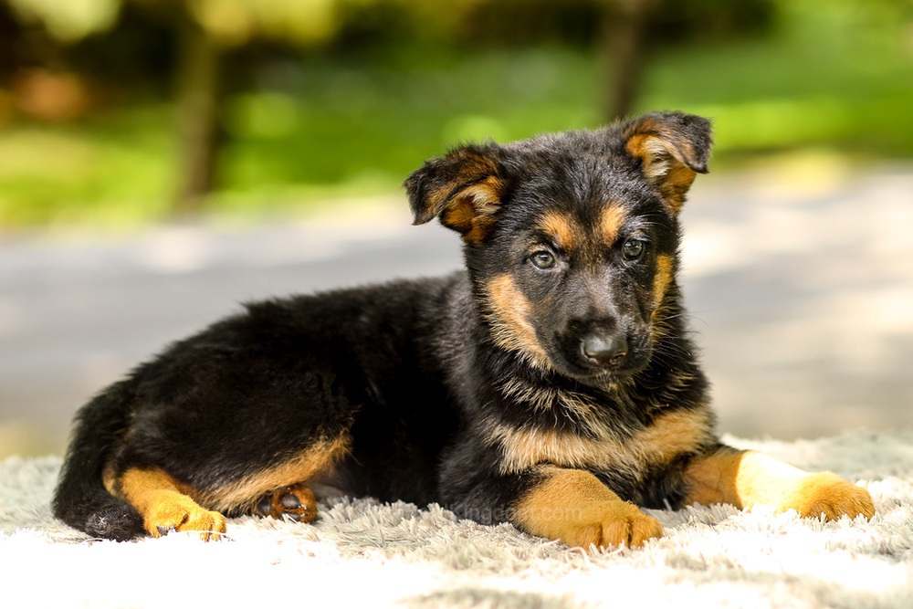 Indigo Image of Indigo, a German Shepherd puppy