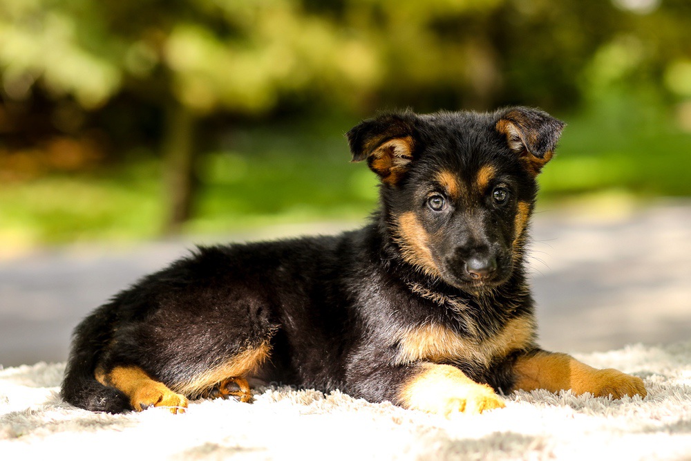 Indigo Image of Indigo, a German Shepherd puppy