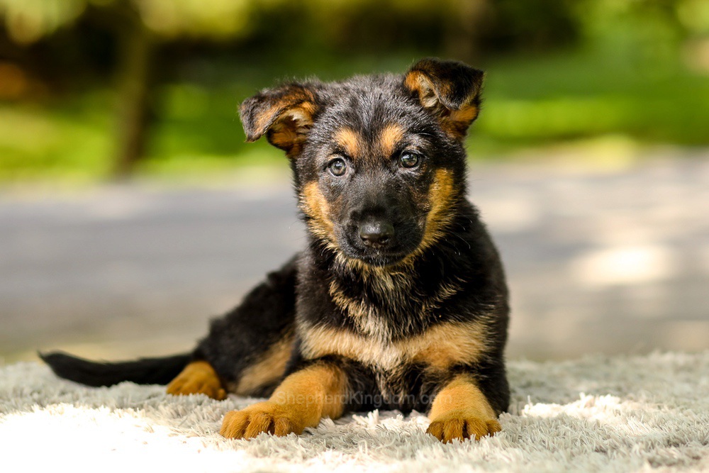 Indigo Image of Indigo, a German Shepherd puppy
