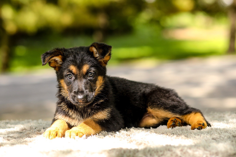 Indigo Image of Indigo, a German Shepherd puppy