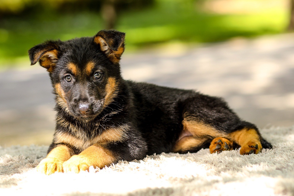 Indigo Image of Indigo, a German Shepherd puppy