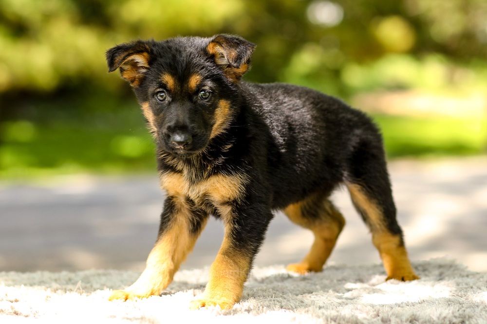 Indigo Image of Indigo, a German Shepherd puppy