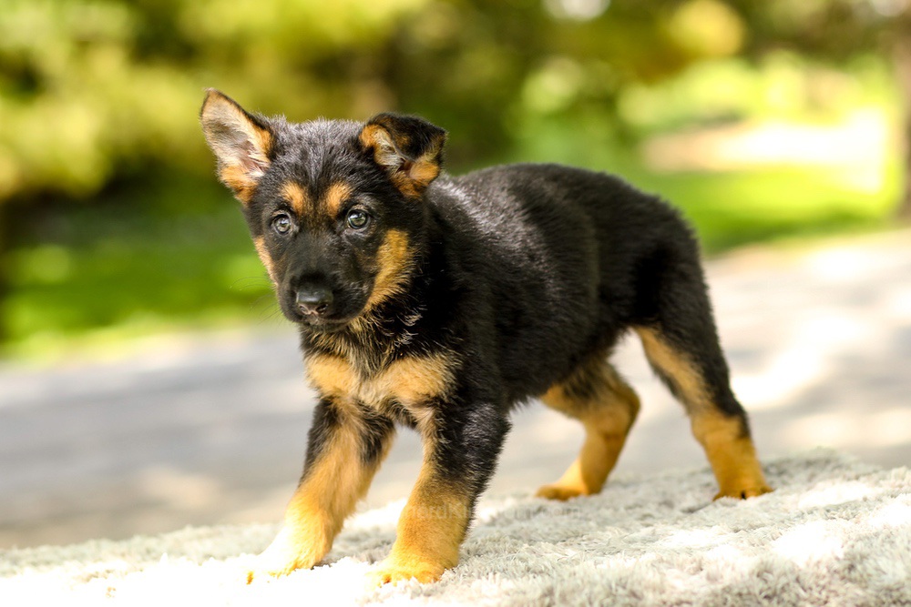 Indigo Image of Indigo, a German Shepherd puppy