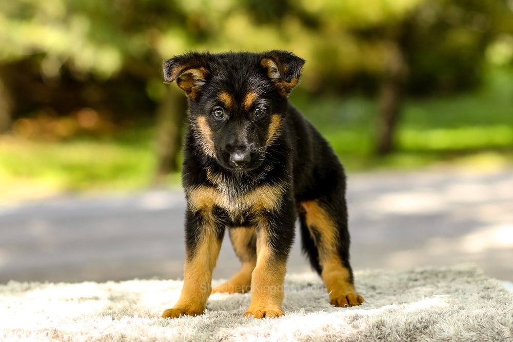 Indigo Image of Indigo, a German Shepherd puppy