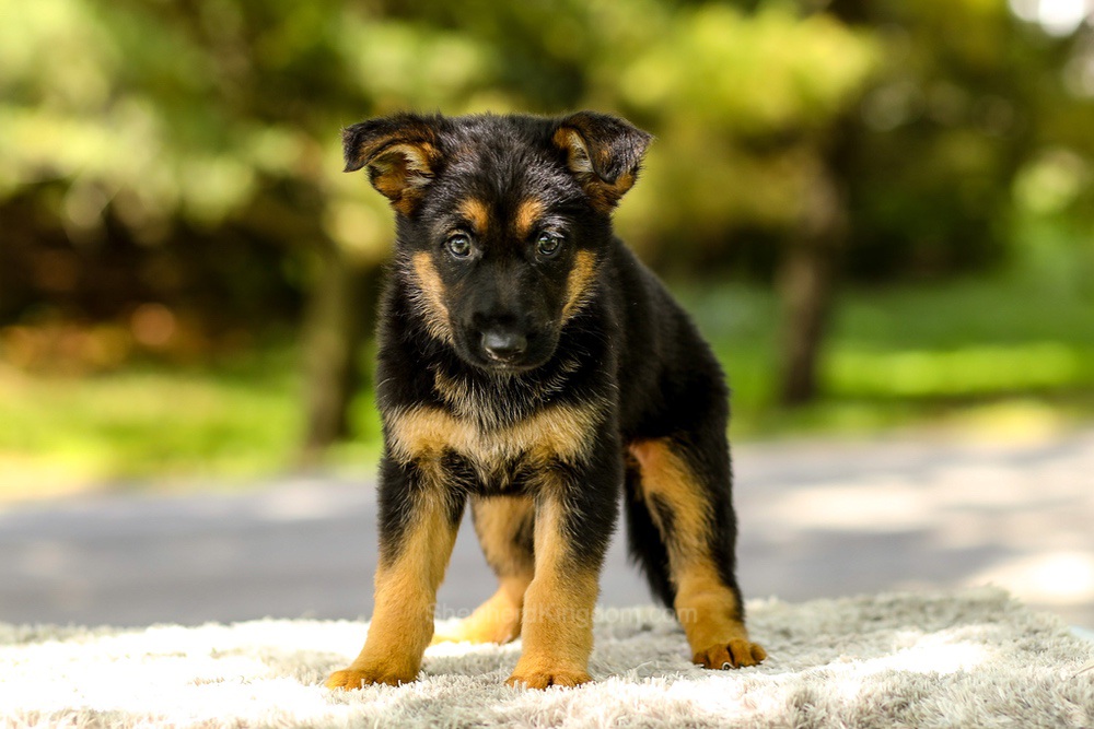 Indigo Image of Indigo, a German Shepherd puppy