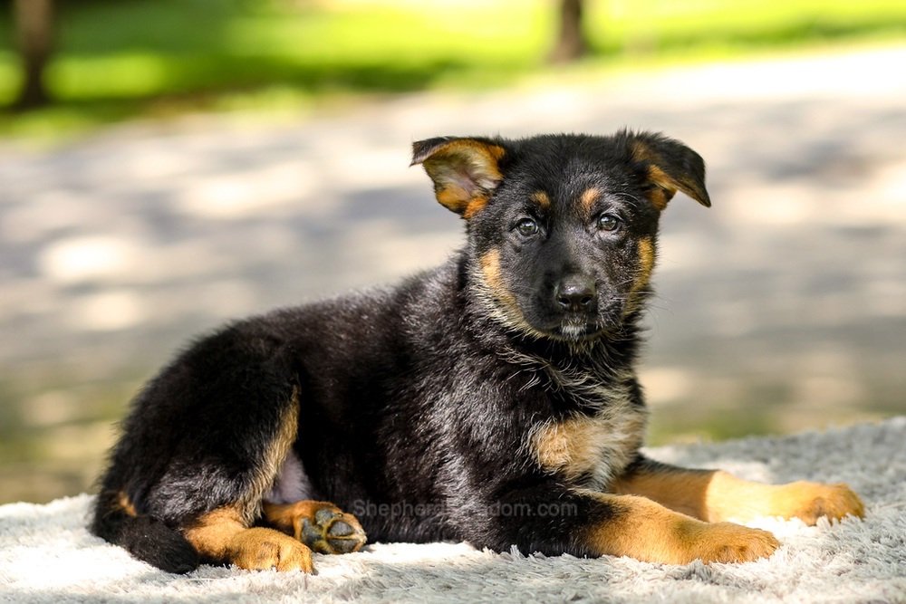 Infiniti Image of Infiniti, a German Shepherd puppy