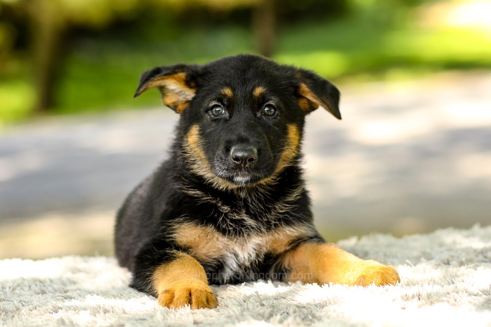 Infiniti Image of Infiniti, a German Shepherd puppy