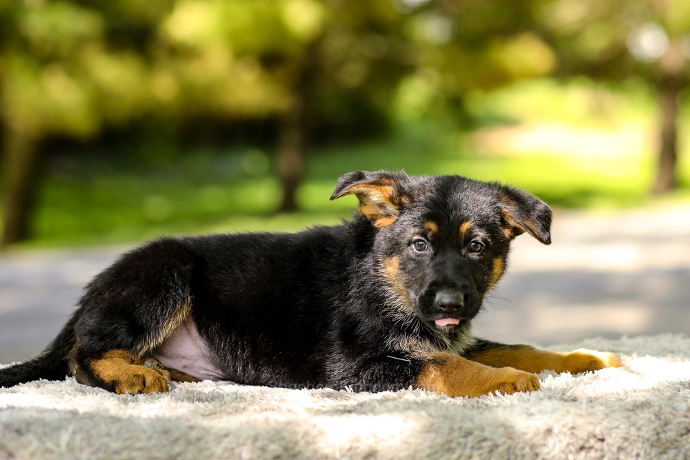 Infiniti Image of Infiniti, a German Shepherd puppy