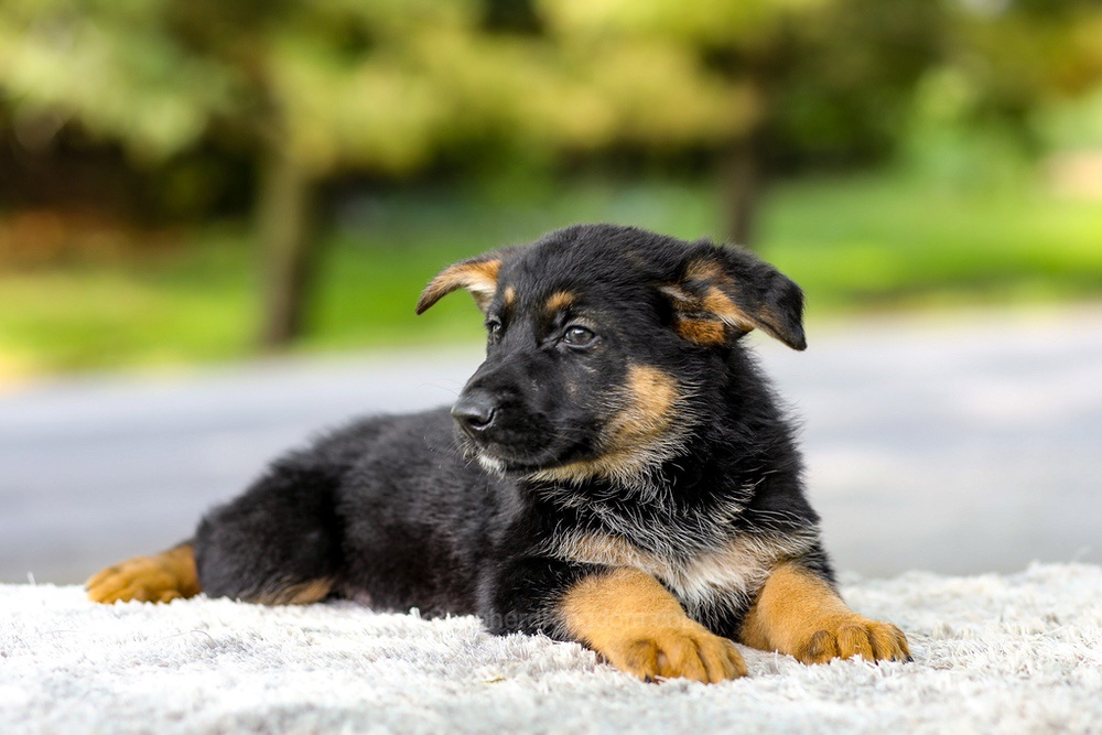 Infiniti Image of Infiniti, a German Shepherd puppy