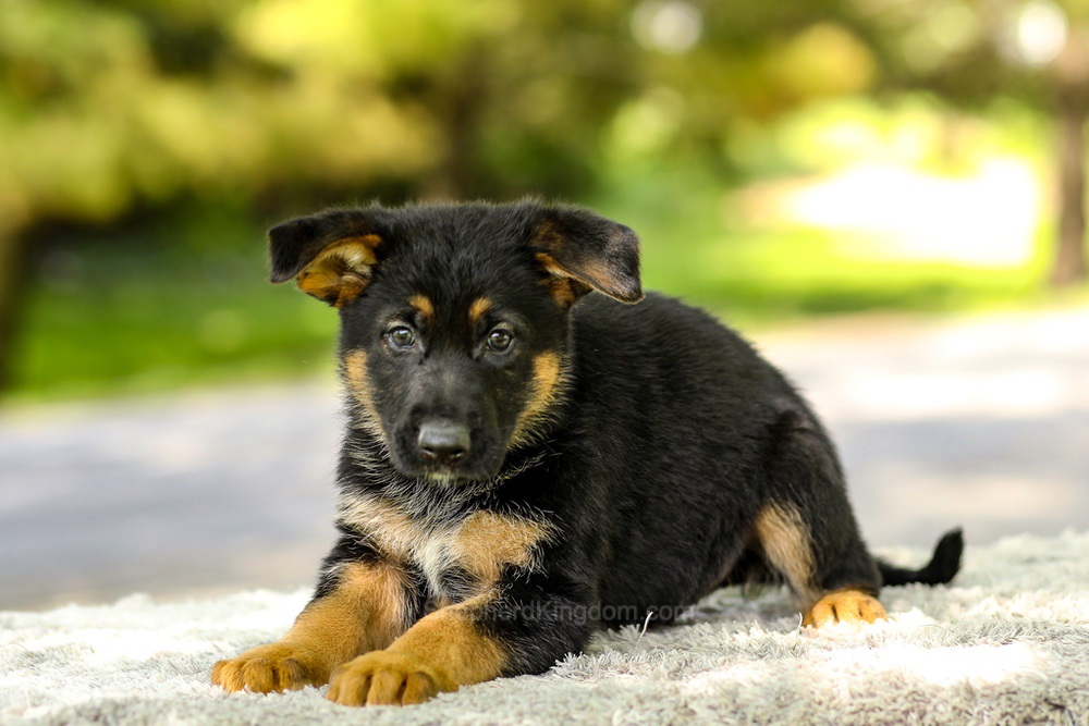 Infiniti Image of Infiniti, a German Shepherd puppy
